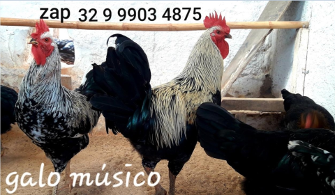 Ovos galados férteis do galo músico cantor canto longo a Venda aves